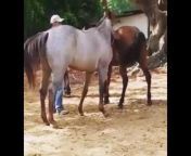 hqdefault.jpg from virgin mare mating