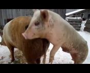 hqdefault.jpg from small pigs mating with large pigs compilation