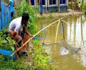 maxresdefault.jpg from bangladeshi pond gusol video neighbor hidden cam