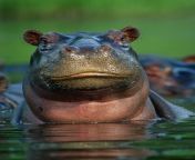 hippopotamus closeup water 3x4.jpg from hippo s