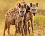 01 hyenas nationalgeographic 1742911 16x9.jpg from hienid seaz indian xxx