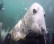 nw dly ds1702001 392 curious seal plays with diver vin spd 16x9 jpgw1200 from seal videoxvideoq