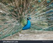 stock photo peacock fluffed a huge bright tail in mating dance in birds park in kuala lumpur 721860190.jpg from 63402905 peacock fluffed a huge bright tail in mating dance in front of females in a cage in poultry farm bir jpg