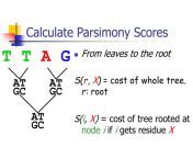 calculate parsimony scores l.jpg from parimony