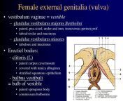 female external genitalia vulva l.jpg from mons pubis clitoris vulva