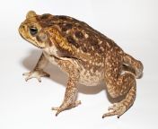 444646.jpg from shell toad