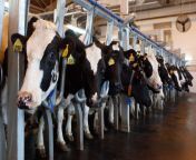 dairy industry myths the humane league jpgq75 from man sex bafelo milk