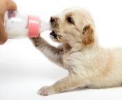 can puppies drink milk.jpg from puppies get some milk