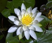 american white water lily 01 565109.jpg from lily 01