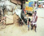 bull farmer jpgw389 from films raping vadiohati village xxx can bhabhi hindi audio