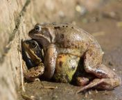 27 frogs mating.jpg from xxx frog
