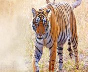 tiger kedar gore d.jpg from sher big