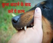 dog biting 16941628803x2.jpg from भारतीय भाभी कुत्ता शैली में पड़ोसी द्वारा स्तन झू