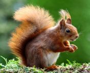 squirrel animal cute rodents 47547 jpegcssrgbdlpexels pixabay 47547 jpgfmjpg from animel to