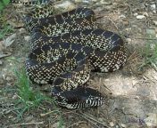 the king snake or rat snake.jpg from fuck video snakes singh real download mp low quality videos