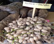 topi tambo the water chestnut of the caribbean and south america.jpg from tambo