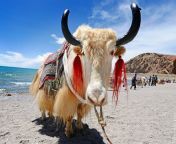 tibet yaks.jpg from doha yak