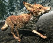 sr creature fox.jpg from skyrim creatures