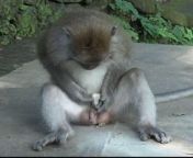 macaques are pleasuring themselves with stone sex toys in bali 6.jpg from bandar and sex