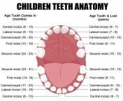 072566600 1483445635 topic article gigi anak tumbuh kembang.jpg from 16 age anak