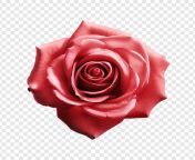 rose flower png isolated transparent background 191095 12173.jpg from rose png