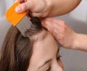 mother using nit comb her daughter39s hair indoors anti lice treatment 495423 45522.jpg from take my cute step daughter39s virginity
