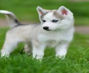cute little siberian husky puppy grass 407837 1223.jpg from little siberian