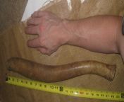 walrus penis with arm.jpg from 9 meter cock