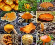 img 20180209 054423 163.jpg from mushrooms