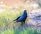 john kha bird photography australian raven jpgw1024 from john kha