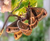 cecropia moth mating giant silk moth copyright kim smith 16 of 22 jpeg from moth and son sex xxx vidio accterbangla xx