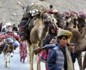 afghan tribal migration to khorasan.jpg from افغانستان پشتون سک