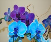 1677654960 klau club p zolotaya kollektsiya goluboi orkhidei kras 39.jpg from Коллекция голубой орхидеи