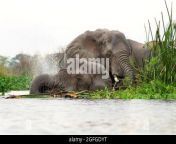 elephants are take a bath in the river african elephants are in water african safari in uganda national park 2gfgdyt.jpg from ugandan taking a bath