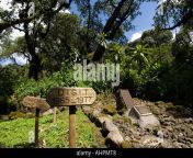 dian fosseys grave next to the gorilla graveyard at karisoke research ahpmt8.jpg from next» dian