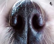 an explanation of why dogs sniff.jpg from sniff