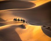 sahara desert camel caravan e6208b512077 jpgautoformatfitcropq40sharp10vib20ixlibreact 8 6.4 from w w w sahara photohilpa bala xxx