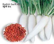 44 radish swift 42 seed.jpg from deshi mula