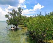 the beautiful mangroves.jpg from sqgays