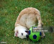 the dog plays with the ball in the garden jpgs612x612wgik20c0h8vcayknvzq oulgavmjaklerbrms56ukgwcxu1tvw from 776dog jpg
