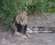 portrait of lion sitting on field gaborone botswana jpgs612x612wgik20c6m9wbxevf5wxpc2rbdrwqqdcj9msb1ky28fzxvsudag from www sonia lion