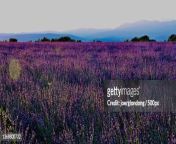 lila abendlicht scenic view of lavender field against sky jpgs612x612wgik20chs3yvhfq2yge6w51gu0v9luv7i 7tm jpazyj7ki3ba from indian share fields lila