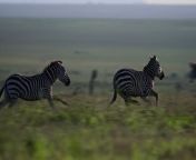 long lens pan of male zebras chasing each other during the morning in africa jpgs640x640k20c nlbxawddw9wgdljtruvywfrawhztpm0rhygkpsfg from zebra ghoda aunty xx ladkiyon ke sath sex video marathi video bf