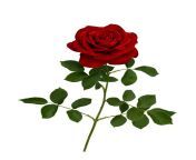 dark red rose with a green leaves jpgb1s170667aw0k20c8vjqy1ngnjapipn rmy8bjsz hfig3x0hxtdhq2acgo from bur sirf