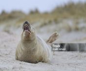 young gray seal with open mouth jpgs1024x1024wisk20coxtfrthhscuto8f6y wd79ms1nlzsmk2pyjjzwdcmm0 from young open seal of