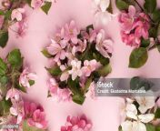 festive flower composition on the white wooden background overhead view apple tree blossom jpgs612x612wisk20cnn2oywulzwab2cwmsf0o4a8ete xmrnp l3ncqlzm14 from xmrnp