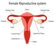 female reproductive system with labelled parts on white background isolated vector jpgs612x612w0k20ccsaiun gpbmq4bre47cugqs7v5yeyddo psqz9qxuxg from desi open yoni poto