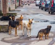 stray dogs on street picture id512335316k6m512335316s170667aw0hekjrltoe 2qdpia3iruisjee2cu4v5lgvhro5n7 lfc from stray dogs 1200 jpg