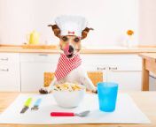 chef cook dog in kitchen picture id864442974k6m864442974s612x612w0hnk ol8rjhsecq475okn m7hpzjvc7jzvsaptzy5kboi from cokdog