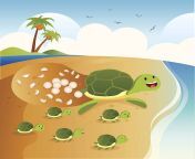 sea turtle lay eggs vector id492726325k6m492726325s612x612w0hqmbtcetqhivwcezot6sykc8h0hrne1lvcjueltx cpc from sykc